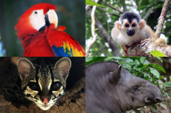 Artenschutz Kombi: Ara, Totenkopfäffchen, Ozelot, Tapir