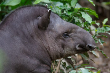 Artenschutzurkunde Tapir