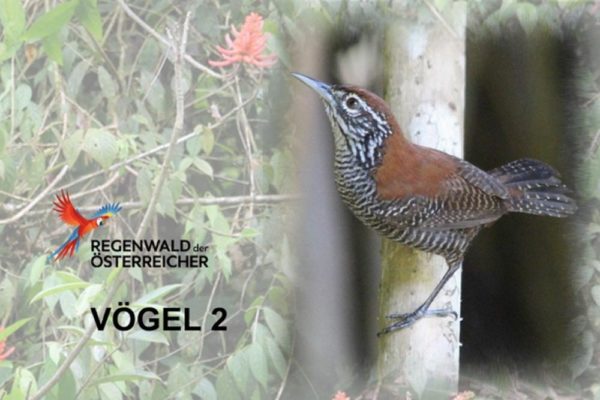 Bildband Vögel 2