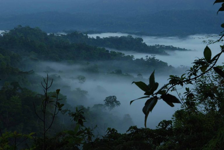 Regenwald Klimaschutz