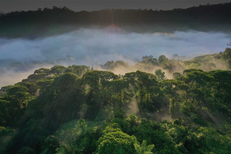 Regenwald Klimaschutz