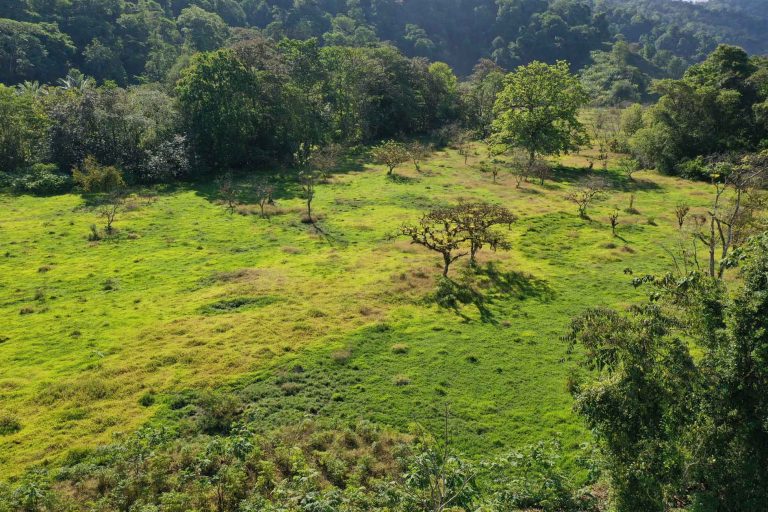 Regenwald Grundstücke kaufen